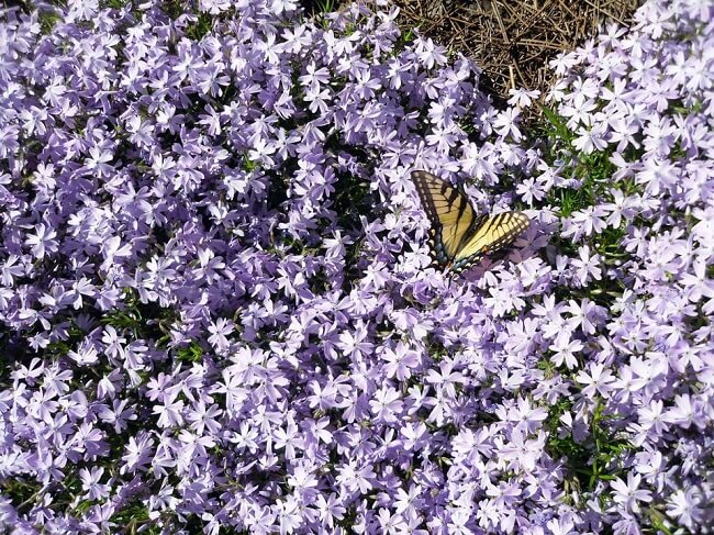 Kwiaty lawendy i motyl