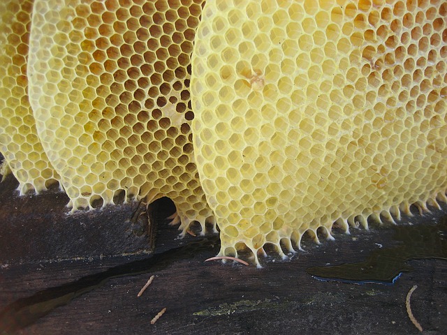 Plaster miodu